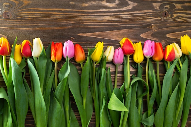 Beautiful multicolored tulips on brown wooden background