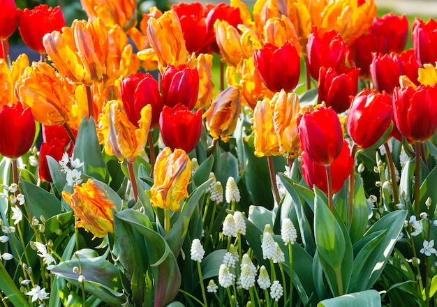 Beautiful multicolored tulips and white flowers on spring flowerbed