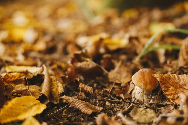 Beautiful mushroom boletus with brown cap in autumn leaves in\
sunny autumn woods boletus edulis