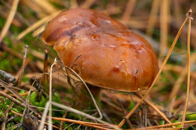 Photo beautiful mushrooms in the autumn forest polish mushroom closeup autumn fall