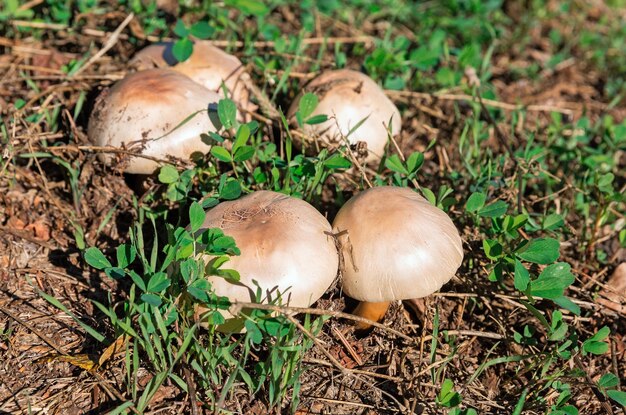 Beautiful mushrooms on a background of green grass