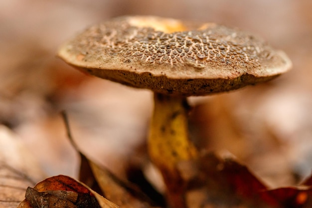 Bellissimi funghi sotto le foglie di foresta giallo arancio