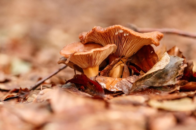 Beautiful mushrooms under yellow orange forest leaves