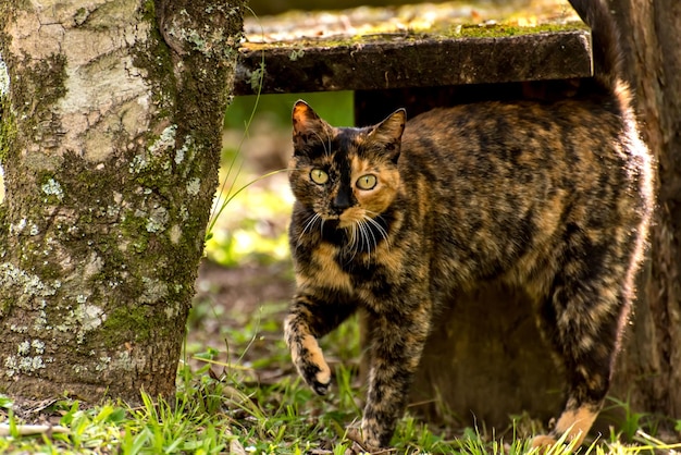 庭の美しい雑種猫