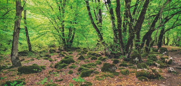 美しい神秘的な緑の森のシーン