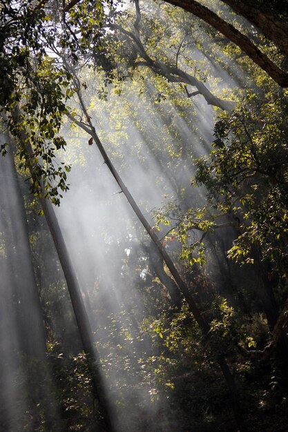 Photo beautiful and mysterious view of sun rays crossing the trees in the forest.