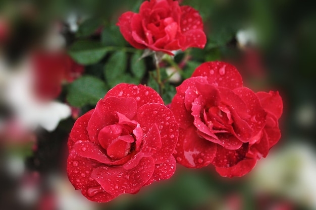 Beautiful mystery of magic roses