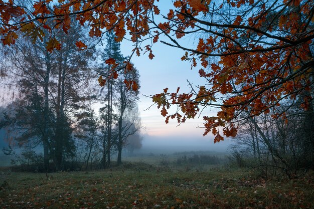 Beautiful mystical forest in blue fog in autumn.