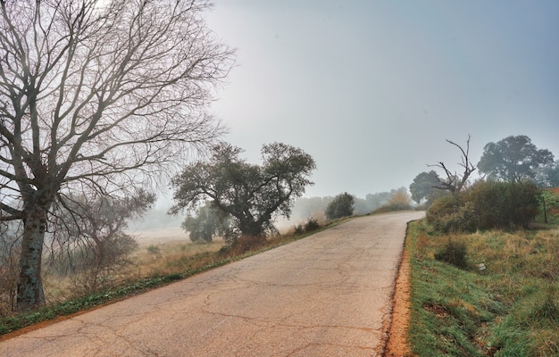 beautiful mystical landscape with fog in autumn