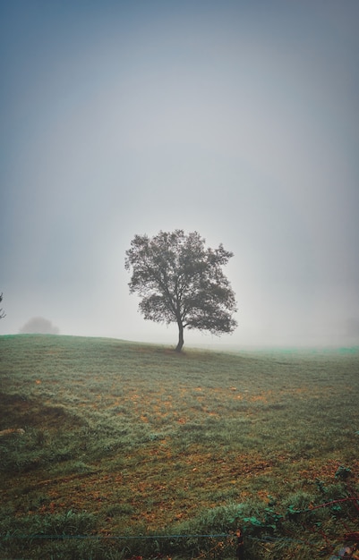 Foto bellissimo paesaggio mistico con nebbia in autunno