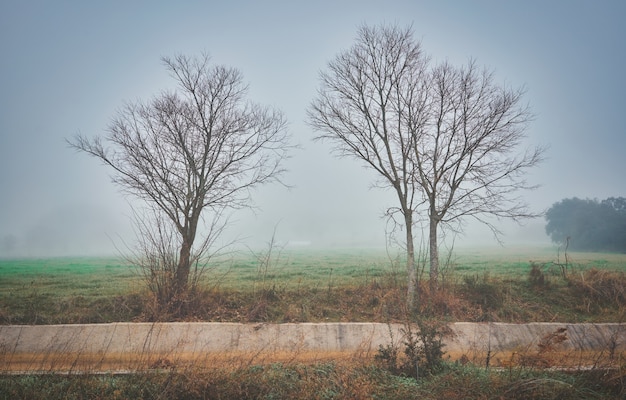Фото Красивый мистический пейзаж с туманом осенью