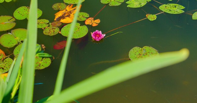 Beautiful nameless pond soft pink wild water lily grows in a colored wsamp Green summer grass in the foreground Lonely flower blooms in the lake Close up Nobody Handheld