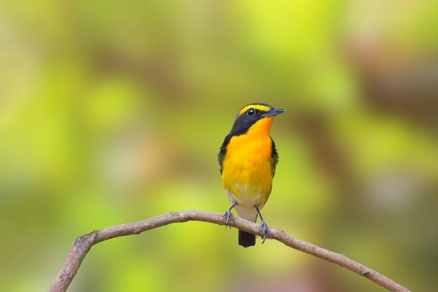 Beautiful narcissus flycatcher bird perched on a branch in tropical forest