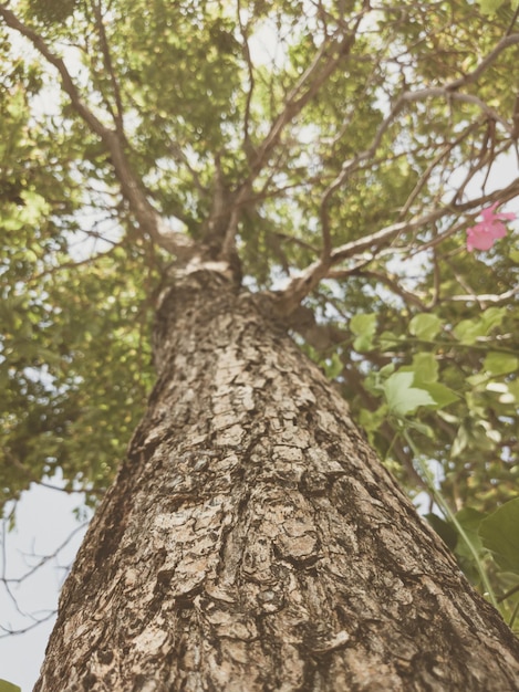 Beautiful natural background Closeup bottom view of the tree trunk bark and branches Vintage and faded matt style colour in tinted photo Ideal for use in vertical design wallpaper