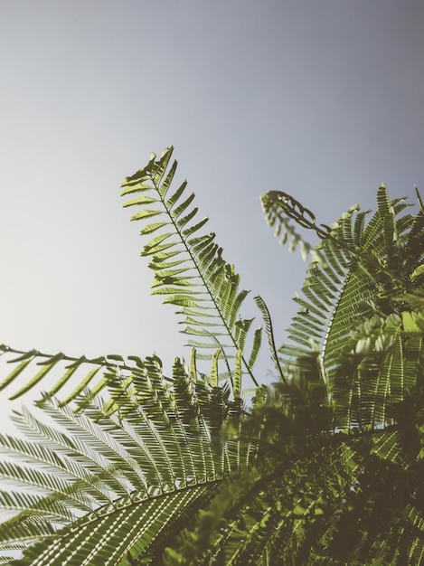 Красивый естественный фон Крупный план веток тропических деревьев с листьями и небом Винтажный и выцветший матовый цвет на тонированной фотографии с копировальным пространством Идеально подходит для использования в вертикальных дизайнерских обоях