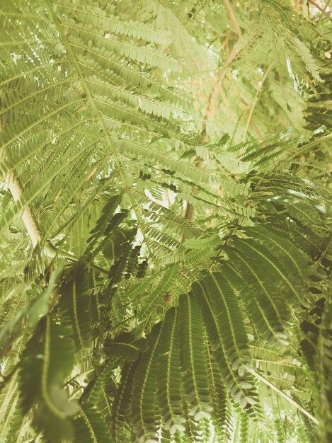 Bellissimo sfondo naturale primo piano di ramoscelli di alberi tropicali con foglie colore in stile opaco vintage e sbiadito nella foto colorata con spazio per la copia ideale per l'uso nella carta da parati dal design verticale