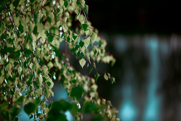 Beautiful natural background in emerald shades of a birch branch