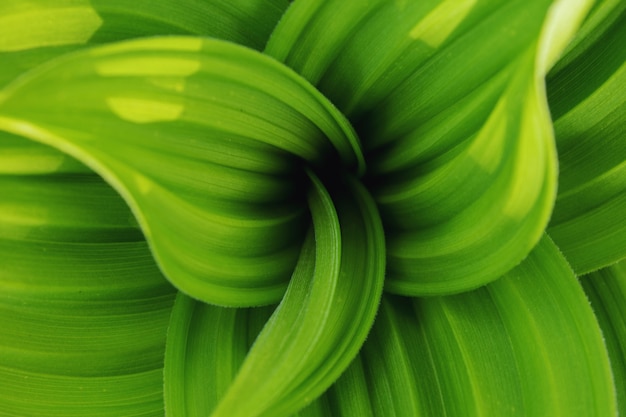 Фото Красивый естественный фон из свежих зеленых листьев, закрученных по спирали