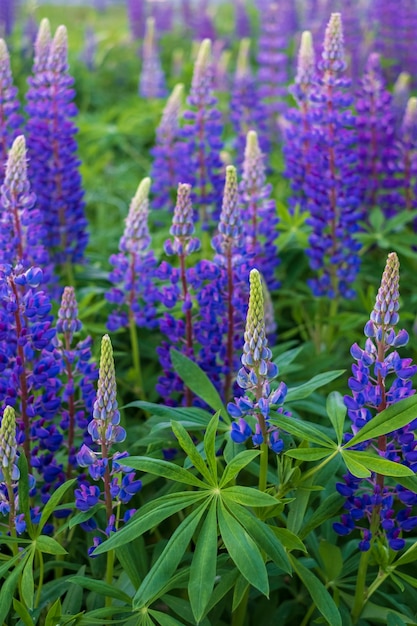 夏の緑の牧草地の紫色のルピナスの花の美しい自然の背景