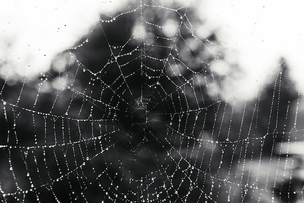 Beautiful natural background with a necklace of water drops on a cobweb in the grass in spring summer The texture of the dew drops on the web in nature macro macro with soft focus