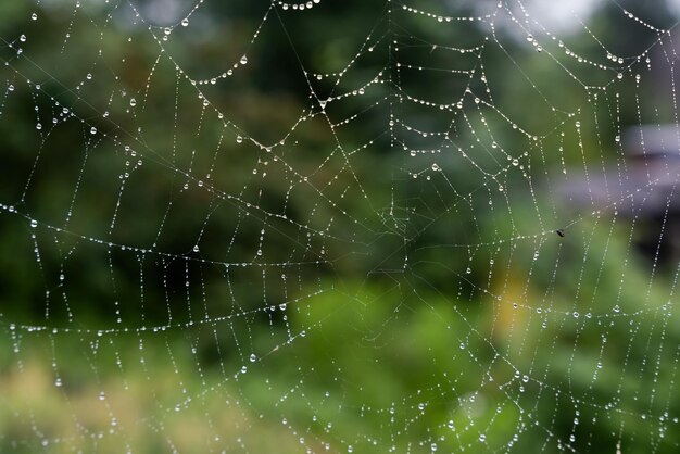 Beautiful natural background with a necklace of water drops on a cobweb in the grass in spring summer The texture of the dew drops on the web in nature macro macro with soft focus