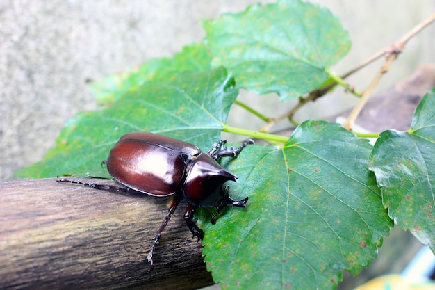 美しい天然のカブトムシ。