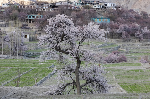 写真 美しい自然の花 パキスタン北部の楽園のような美しい自然