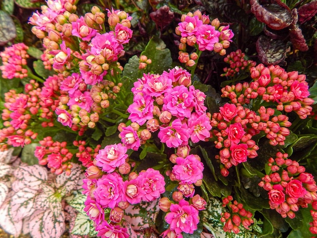 Foto bellissimi fiori naturali in giardino