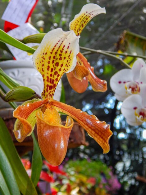 Foto bellissimi fiori naturali in giardino