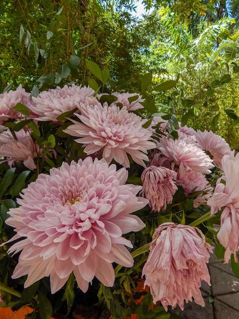 庭の美しい自然の花