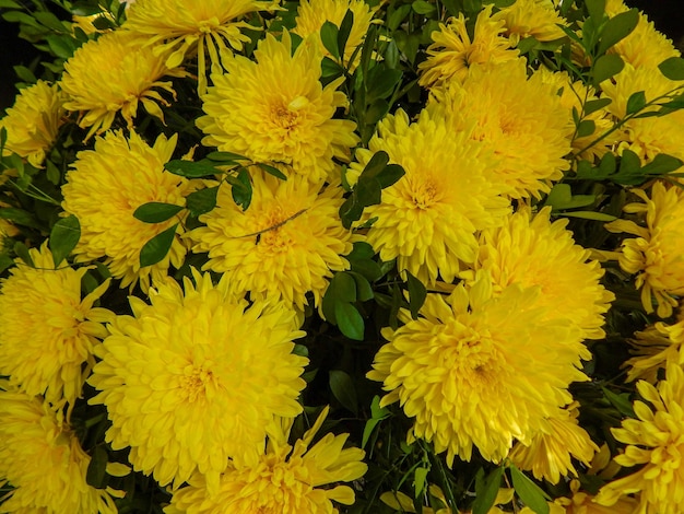 Foto bellissimi fiori naturali in giardino