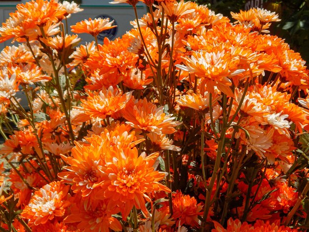 Foto bellissimi fiori naturali in giardino