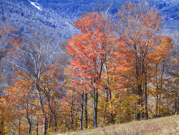 写真 色鮮やかな紅葉の美しい自然の森の風景