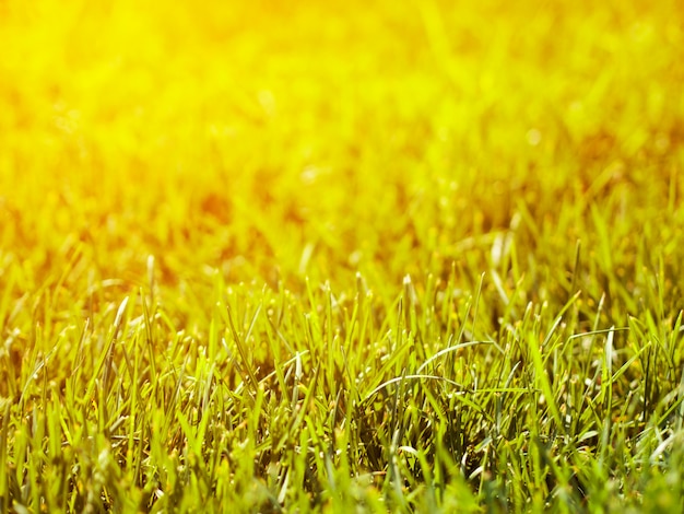 写真 美しい自然の緑の草がぼやけて背景