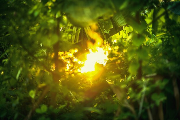 아름 다운 자연 녹색 잎과 추상 흐림 bokeh 빛 배경