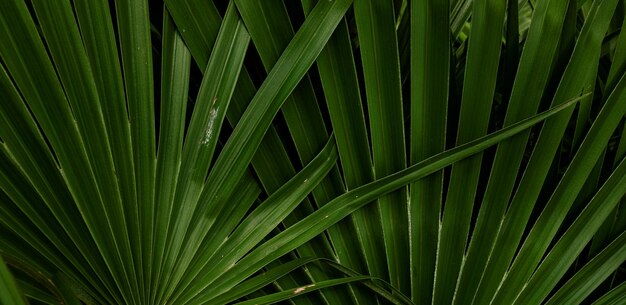 beautiful natural green plant