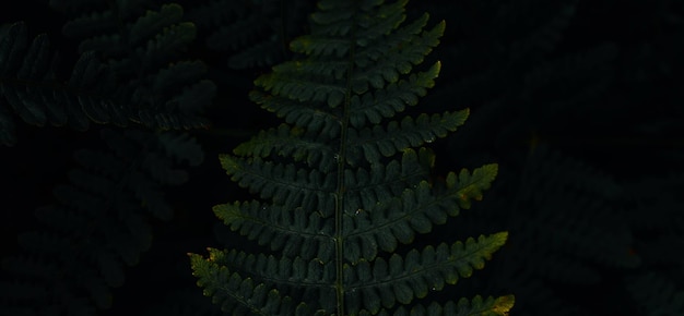 beautiful natural green plant