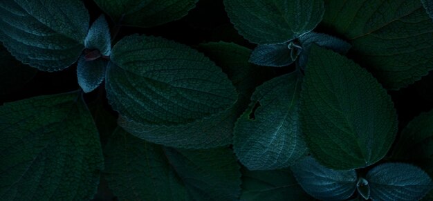 beautiful natural green plant