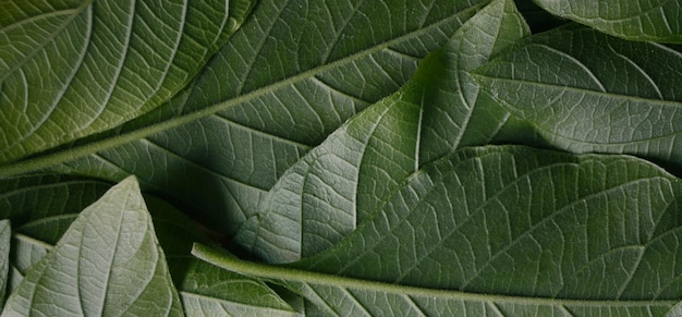 美しい自然の緑の植物