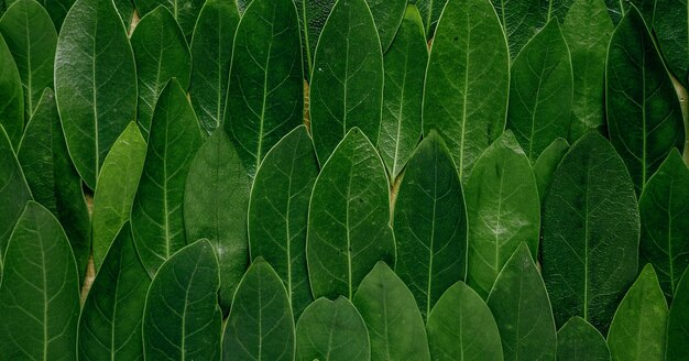 美しい自然の緑の植物