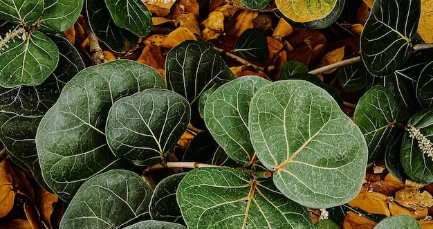 美しい自然の緑の植物