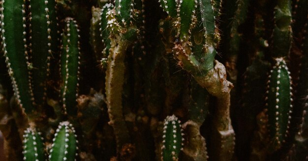 美しい自然の緑の植物