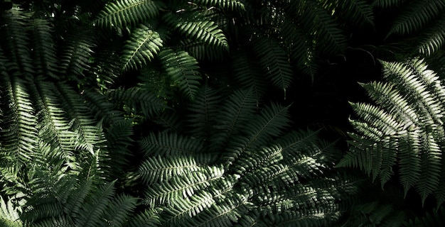 美しい自然の緑の植物