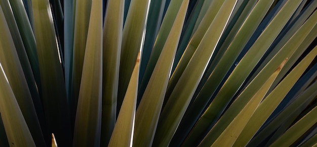 beautiful natural green plant