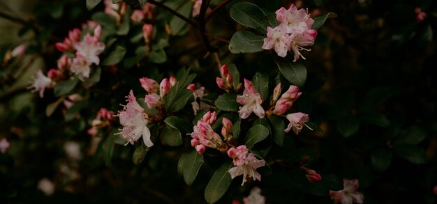 beautiful natural green plant