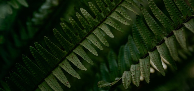 美しい自然の緑の植物