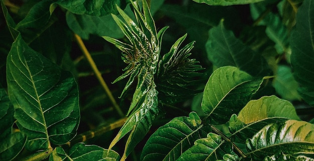 美しい自然の緑の植物