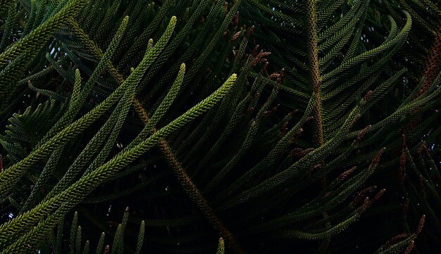 beautiful natural green plant