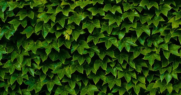 美しい自然の緑の植物