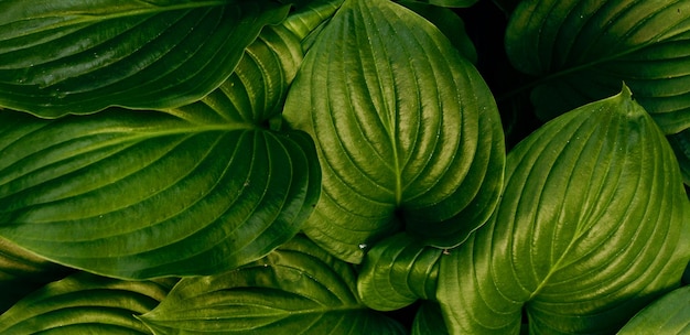 美しい自然の緑の植物